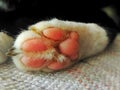 DefineÃÂ cat foot Royalty Free Stock Photo